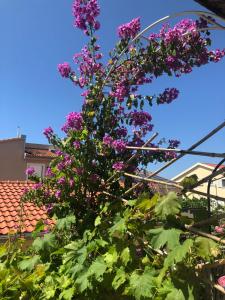 een bloeiende plant met paarse bloemen op een dak bij Apartmani Gloria in Brodarica