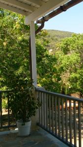 a potted tree sitting on the porch of a house at Euphoria Estate in Agia Marina Aegina