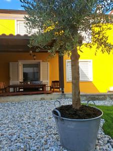 a tree in a pot in front of a yellow house at Kvarner holiday home in Jadranovo