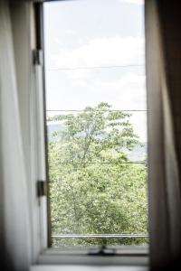 ein Fenster mit Blick auf einen Baum von einem Zug in der Unterkunft Fairytale Loft Suite 1 bed, 1 bath Luxury Apartment in Downtown Belmont in Charlottesville