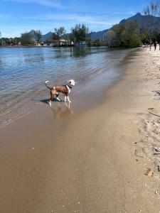 a dog walking on the beach near the water at penaareia in Angra dos Reis