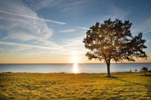 a tree in a field next to the ocean at Capsula Luxury Apartment Umag in Umag