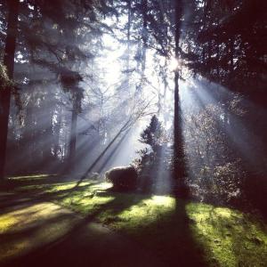 Un sole che splende attraverso un albero in una foresta di Wenckheim Vadászház a Nagyoroszi