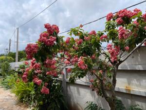 un arbre avec des fleurs roses à côté d'un mur dans l'établissement La Villa René, à Porto-Novo