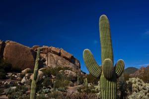 a cactus in a desert with a rock formation at Boulders Resort & Spa Scottsdale, Curio Collection by Hilton in Scottsdale