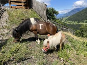 un caballo y un poni de pie en una colina en Apart Alpenzeit, en Arzl im Pitztal