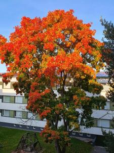 a tree with orange leaves in front of a building at Tina's Apartment in Pori +3 photos