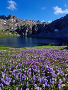 a field of purple flowers in front of a lake at Mountain cottage Captain's Lake, Kapetanovo jezero in Kolašin