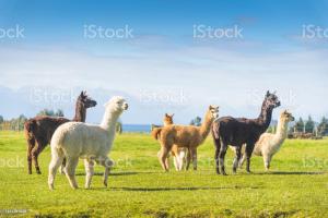 a group of horses and llamas in a field at Cosy Cottage 