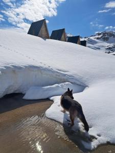 a dog walking in the snow at Mountain cottage Captain's Lake, Kapetanovo jezero in Kolašin