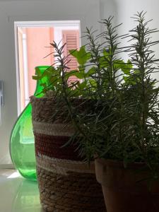 Zahrada ubytování A Casa del Console apartment