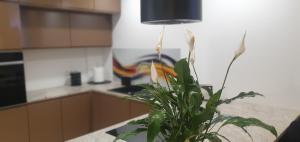 una pianta in vaso seduta su un bancone in cucina di Apartament JB 56m2 parking,balkon,2sypialnie a Legnica