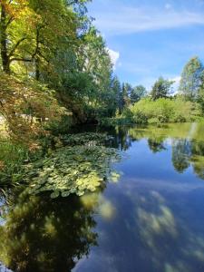a river with trees and reflections in the water at Waldblick in Cavertitz