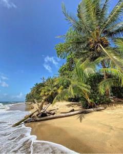 una playa de arena con palmeras y el océano en Baconao apartment 1 room, en Puerto Viejo