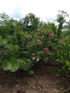 un groupe de buissons à roses roses dans l'établissement G's Nest Bed and Breakfast, à Vieux-Fort