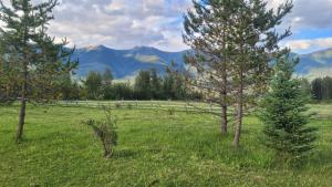 two trees in a field with mountains in the background at RV with Rocky Mountains View in McBride
