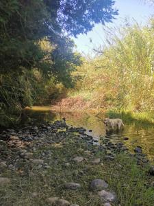 a dog standing in the water in a stream at Riviera Cottage in Tulbagh