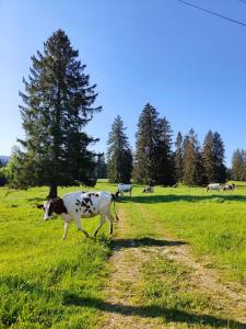 a cow walking down a dirt road in a field at la ferme de la gaby in Le Noirmont