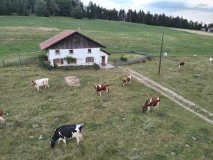Zvířata v prázdninového domu nebo okolí
