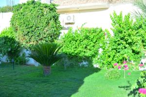 a garden with a potted plant in the grass at Luxor Rose Villa in Luxor
