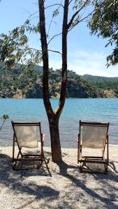two chairs sitting next to a tree on a beach at Stone Cottage garden, terrace sea and forest view in Marmaris