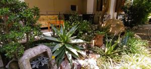 カテリオスにあるMakis Rooms Kateliosの庭に植物とベンチがある庭