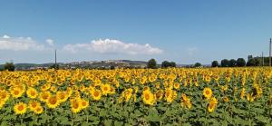 a large field of sunflowers on a sunny day at La Superba Ca' Zeneize in Foiano della Chiana
