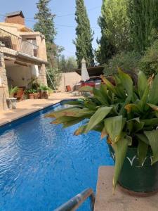 uma planta em vasos sentada ao lado de uma piscina em Chalet con piscina privada em Blanca