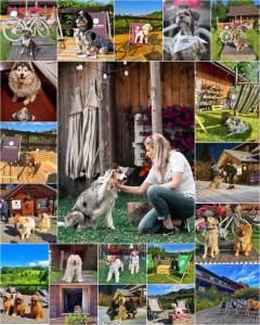 un collage d'images de chiens et d'une femme dans l'établissement Czarna Owca, à Istebna