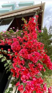 un ramo de flores rojas al lado de una casa en Hotel Abedini, en Sarandë