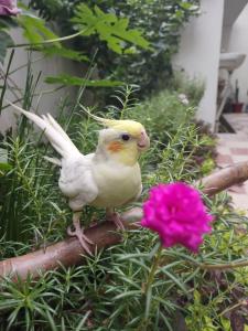a bird sitting on a branch next to a flower at PAARIJAAT Homestay & Guesthouse in Ayodhya