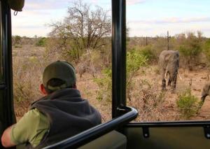 Ein Mann, der aus dem Bus auf einen Elefanten schaut. in der Unterkunft Burchell's Bush Lodge by Dream Resorts in Sabi Sand Game Reserve