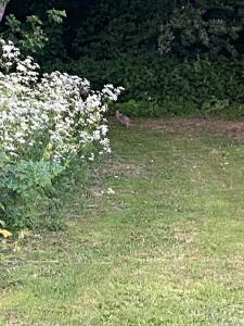 Roe Deer Meadow at Carr House Farm外面的花园