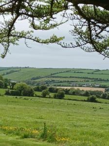 a view of a green field with trees at Ard Falcon in Cork +2 photos