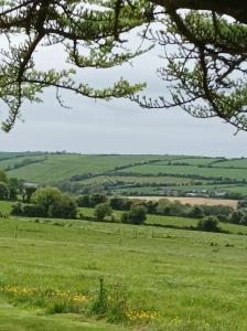 a view of a green field with trees at Ard Falcon in Cork
