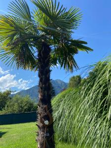 a palm tree with a hammock hanging from it at Chez Chris et Gildas in Gilly-sur-Isère