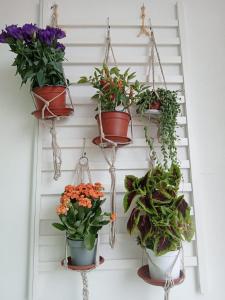 a bunch of potted plants hanging on a wall at Casa Amari alla Zisa HOSTEL in Palermo