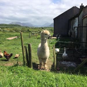 a sheep standing next to a fence next to chickens at 3 Bed Home on Edge of Lake District in Winder