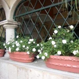 três vasos de plantas sentadas numa saliência em frente a uma janela em Casita Montana Hotel em Ajijic