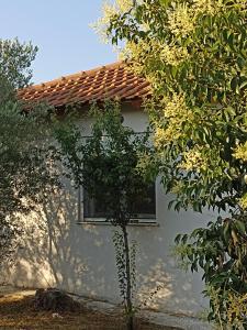 una piccola casa bianca con un albero di fronte di private house a Sozopoli