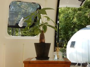 a potted plant sitting on a table in an rv at Redoor Sapporo in Sapporo