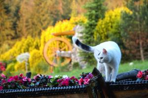a white cat walking on a ledge next to flowers at Pensjonat u Ani in Zakopane