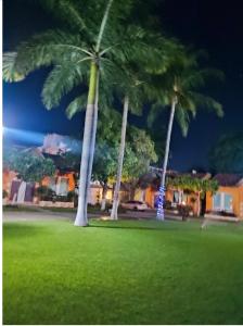 Deux palmiers dans un parc la nuit dans l'établissement Casa Mar_bella 14, à Acapulco
