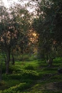 Κήπος έξω από το Cabañas Guanaqueros Arriendo Diario +2 φωτογραφίες