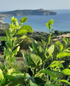 a view of the ocean from a tree at La Strettoia in Caprioli