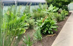 a garden with green plants and a fence at Sea & Vines in McLaren Flat