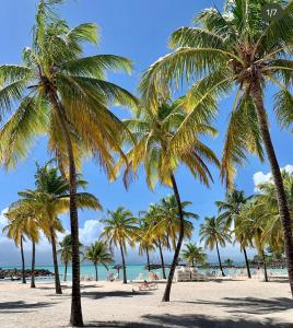a group of palm trees on the beach at studio Corossol, 100 mètre de la plage, bas du fort, le Gosier, Guadeloupe in Le Gosier
