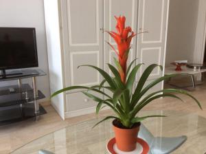 una planta en una olla sentada en una mesa en Appartement Dolce Vita, en Cagnes-sur-Mer