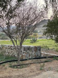 a tree sitting next to a stone wall at Wadi Alsidra in Hatta