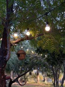 a group of lights hanging from a tree at Alnessayem Farmhouse in Sayḩ aş Şaqlah